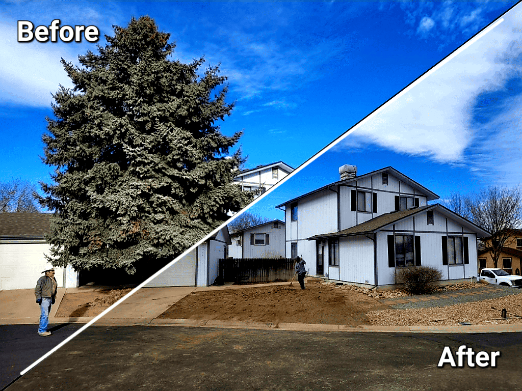 Before and After - Tree Removal